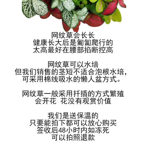 网纹草小苗 彩叶迷你植物苔藓微景观生态瓶DIY材料雨林缸前景造景 - 图2
