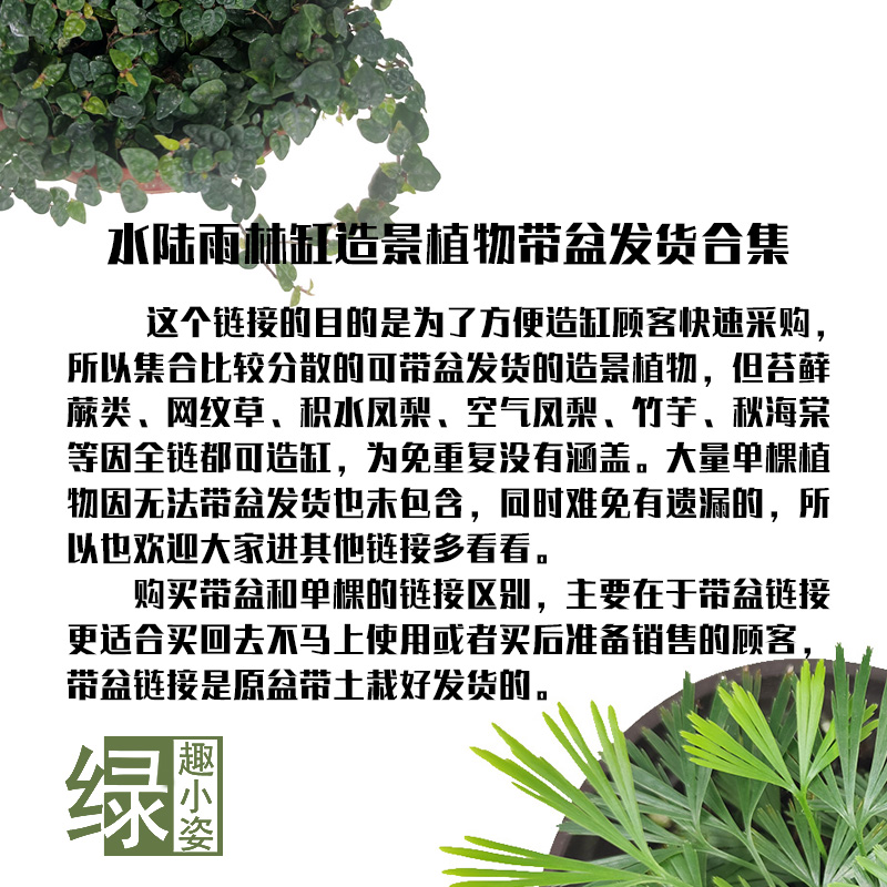 雨林缸假山造景小植物喜湿附生攀爬苔藓盆栽灰绿BB草冷水花姬虎耳 - 图0