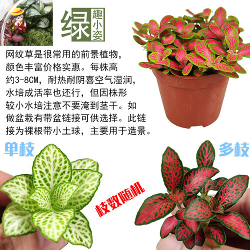 网纹草小苗 彩叶迷你植物苔藓微景观生态瓶DIY材料雨林缸前景造景 - 图0
