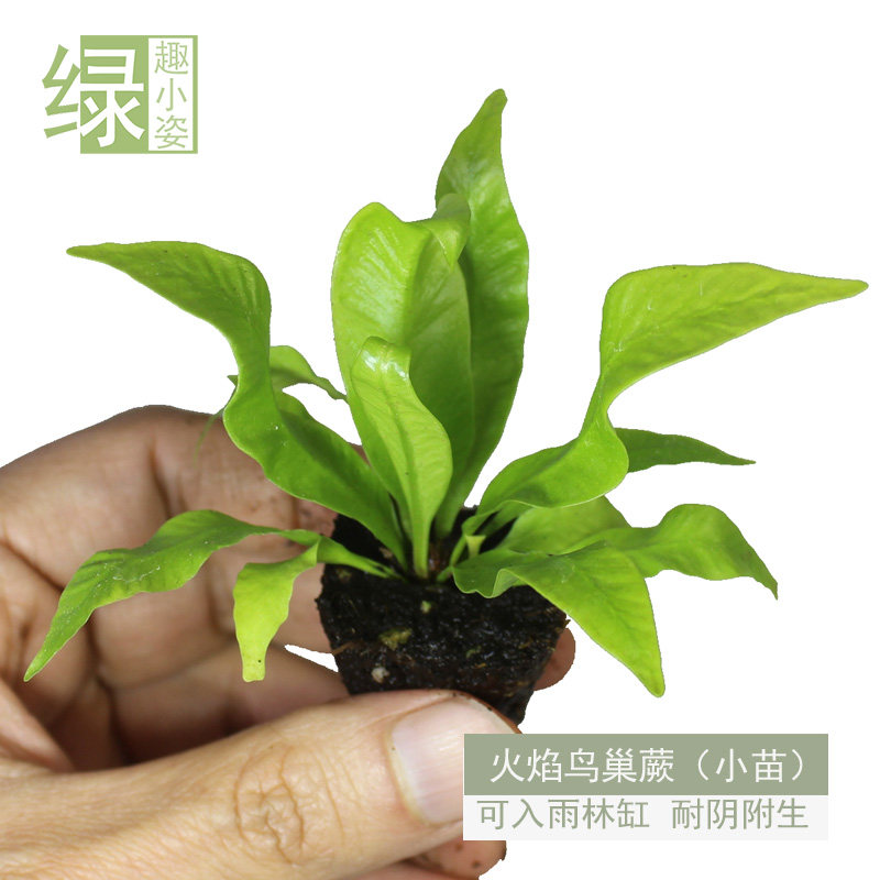 苔藓微景观生态瓶DIY耐阴湿蕨类小苗水陆雨林缸造景绿植物前中后,淘宝优惠券,粉丝福利购,淘宝优惠卷