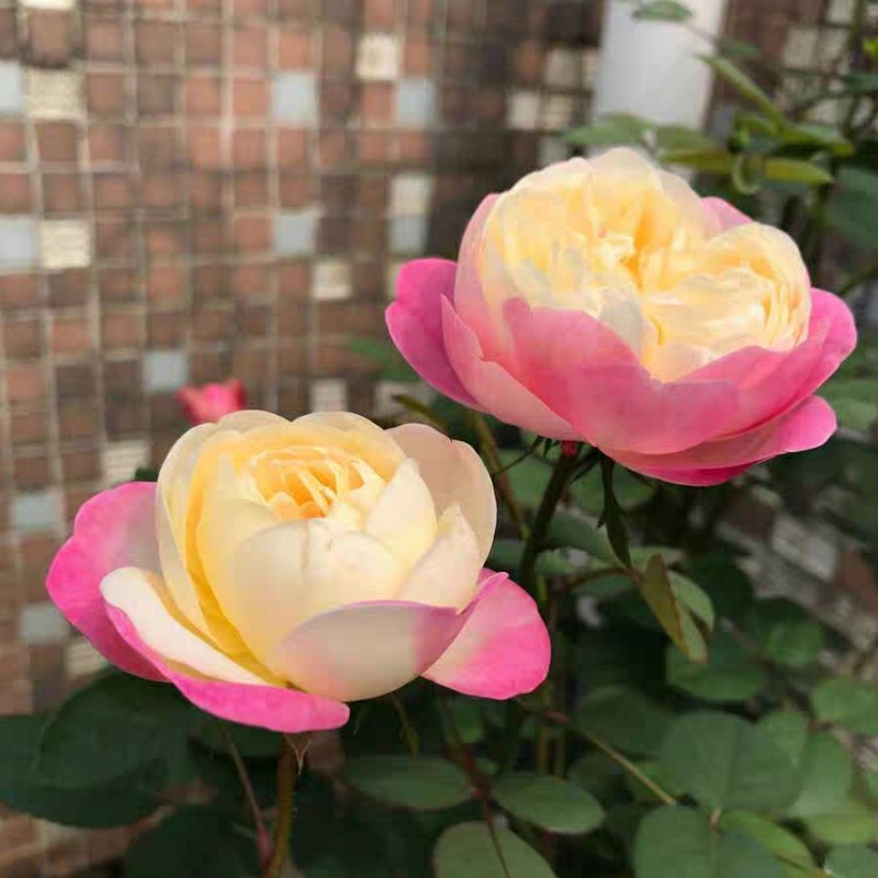 月季玫瑰蔷薇藤本欧月花苗爬藤植物多季开花庭院阳台盆栽绿植花卉,淘宝优惠券,粉丝福利购,淘宝优惠卷