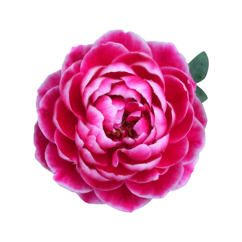 月季玫瑰蔷薇藤本欧月花苗爬藤植物多季开花庭院阳台盆栽绿植花卉,淘宝优惠券,粉丝福利购,淘宝优惠卷