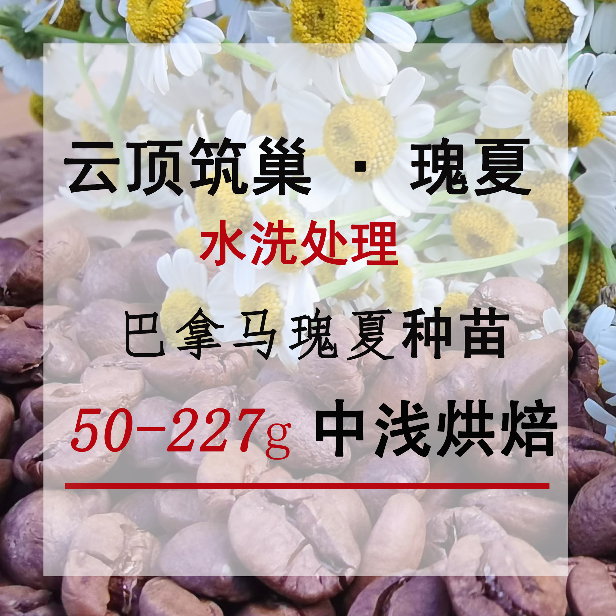 云南瑰夏 临沧云顶筑巢大地日晒精品咖啡 懒猴中浅烘焙咖啡豆 - 图2