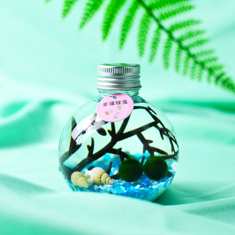 幸福海藻球生态瓶marimo微景观水培植物办公室桌面趣味盆栽小礼物,淘宝优惠券,粉丝福利购,淘宝优惠卷