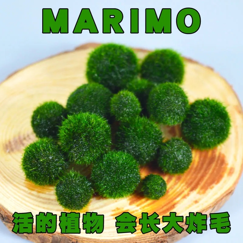 marimo马里莫幸福海藻球绿生态瓶微景观桌面宠物水培植物DIY造景 - 图2