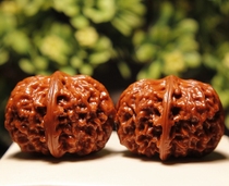 Beijing Wenplay walnut shop -45 Thistle County Yuanbao Lions head (to play the children for five years) B162