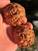 Beijing Wen Playing Walnut Shop -43 5 Wild Old Tree Phoenix Terra Lions Head (Round Ball Flesh) B264