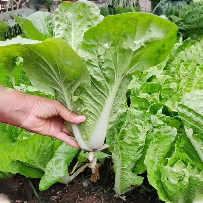 四季奶油快菜种子种籽小白菜蔬菜青菜菜种孑子籽种大全白莱快菜种 - 图0