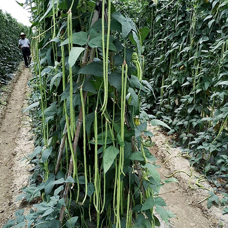 摘不败小五叶缸豆种子高产特长豆角菜籽农家阳台蔬菜种孑春秋季播 - 图1