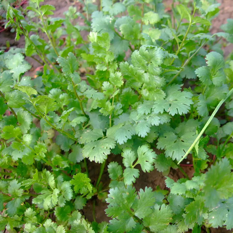 香菜种子四季易种浓香香菜种籽耐热阳台盆栽芫荽菜种大全蔬菜种孑 - 图0