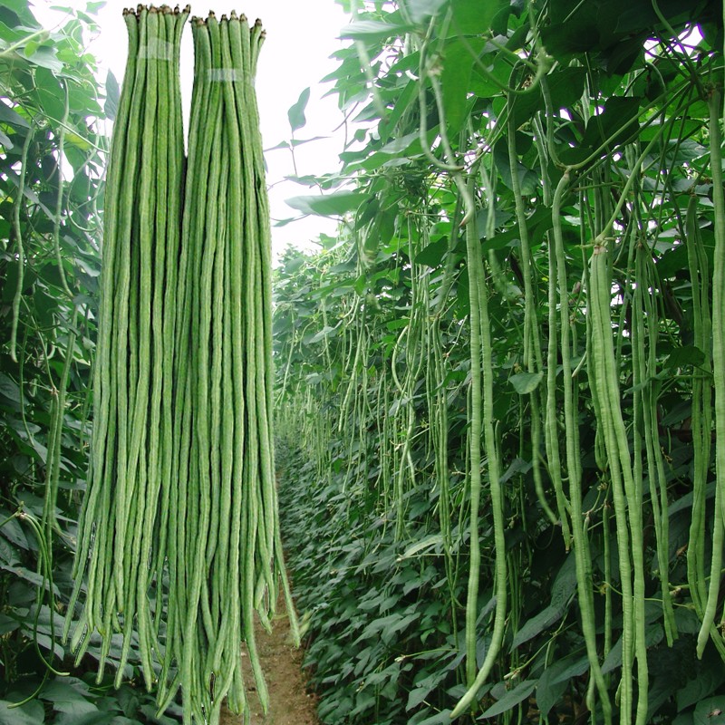 摘不败小五叶缸豆种子高产特长豆角菜籽农家阳台蔬菜种孑春秋季播 - 图0