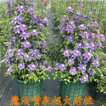 Iron Wire Lotus Potted large Miao Climbing Vine Flowers All Season Good Breeding Retals Old Pile Patio Courtyard Balcony Potted Vine plants