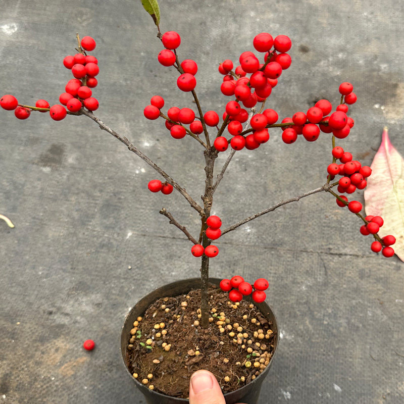 进口北美冬青盆栽树苗耐寒年宵花卉冬红果盆景相思豆枝条扦插水培-图0