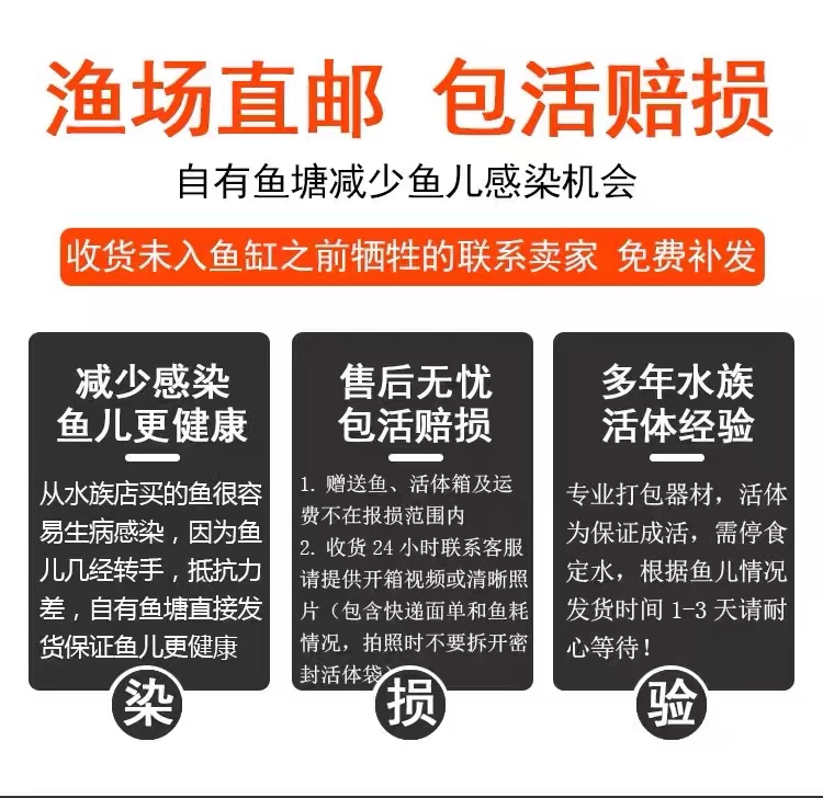 大型锦鲤活鱼纯种红白三色淡水鱼冷水鱼观赏鱼好活易养招财鱼鱼苗 - 图2