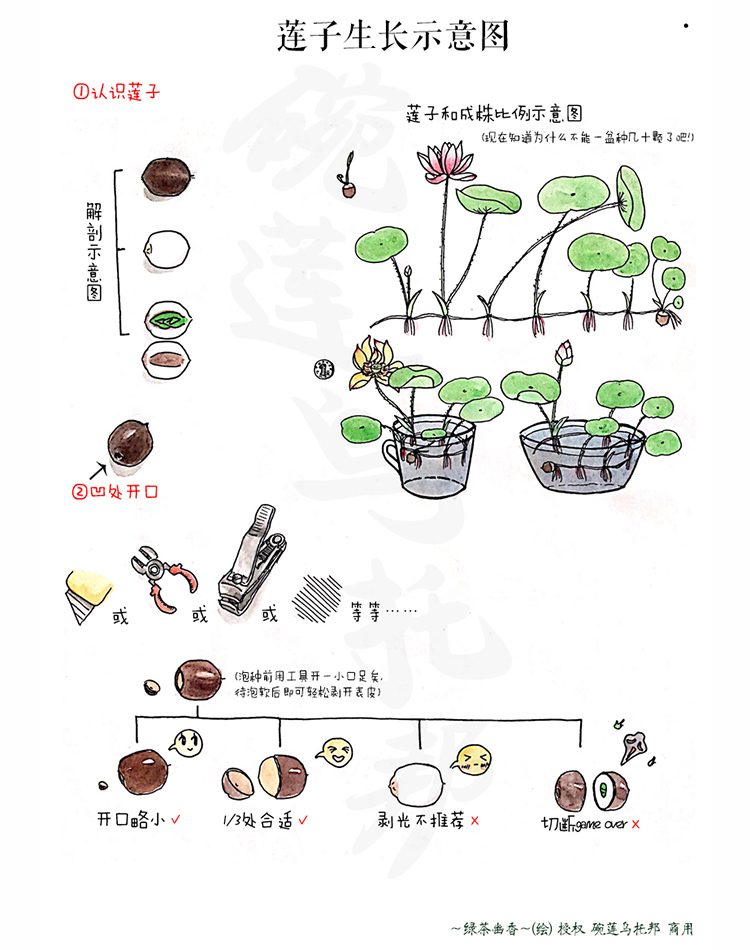 碗莲大中小微型观赏荷花种子 - 图0