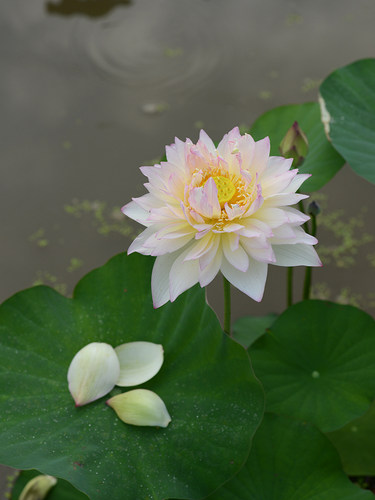 【新雨花情】碗莲乌托邦-中小型窗台庭院盆栽水生观赏荷花种藕cqu - 图0