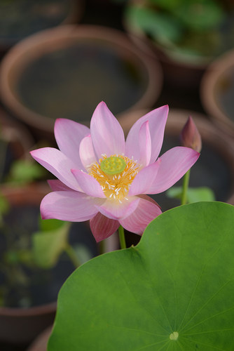 【小池】碗莲乌托邦-中小型可微水生阳台盆栽观赏荷花种藕cqu1021 - 图1