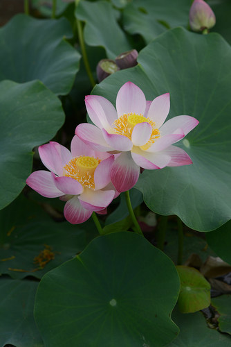 【小铃▪倾绝】碗莲乌托邦中小微型阳台盆栽水生花卉观赏荷花种藕 - 图0