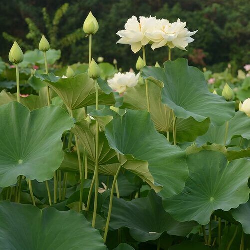 【白羽清芬】碗莲乌托邦阳台庭院池栽中大型盆栽水生观赏荷花种藕 - 图1