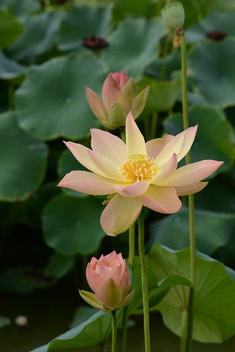 【杏色春衫】碗莲乌托邦-中大型盆栽池栽水生花卉观赏荷花种藕cqu - 图0