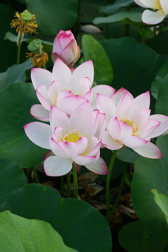 【从珂】碗莲乌托邦-中小微 型阳耐阴台盆栽水生花卉观赏荷花种藕 - 图1