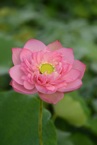 【素牡丹】碗莲乌托邦-中大型水生阳台庭院盆栽观赏荷花种藕苗cqu - 图1