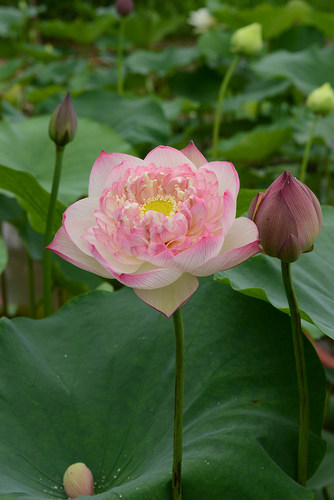 【雨落花台】碗莲乌托邦中大型盆栽池栽大型水生花卉观赏荷花种藕 - 图2