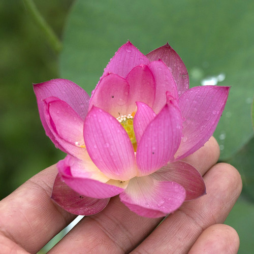 【秦淮彩灯】碗莲乌托邦-小微型窗台阳台盆栽水生观赏荷花种藕cqu - 图0
