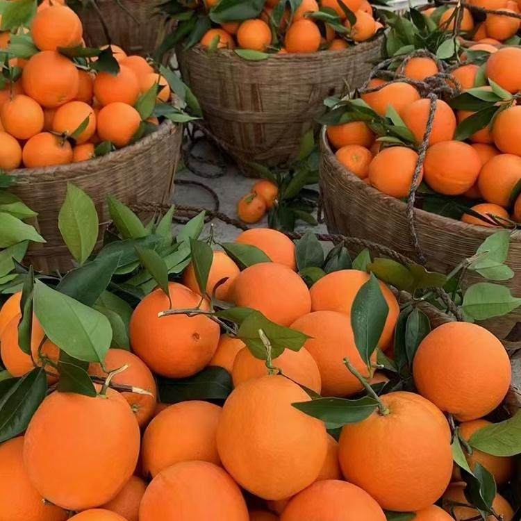 重庆巫山恋橙曲尺纽荷尔脐橙新鲜橙子水果5斤10斤20斤包邮果园直,淘宝优惠券,粉丝福利购,淘宝优惠卷