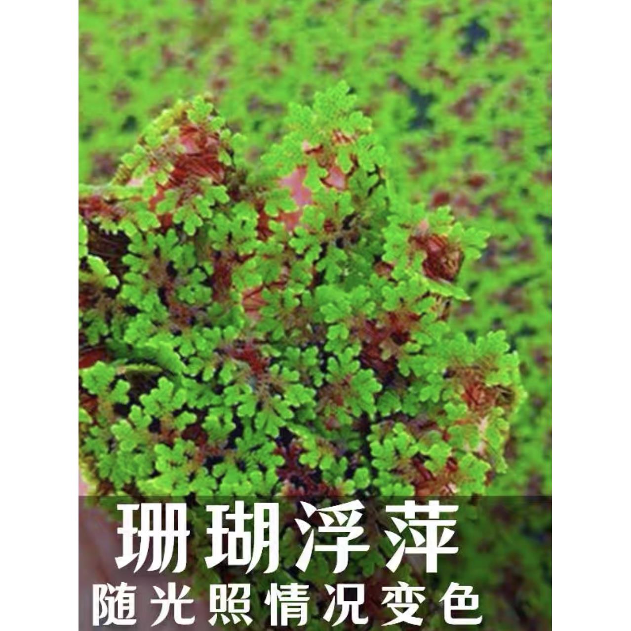 满江红珊瑚萍水生植物净化水质鱼缸造景观养龟养鱼虾水培水生花卉 - 图1