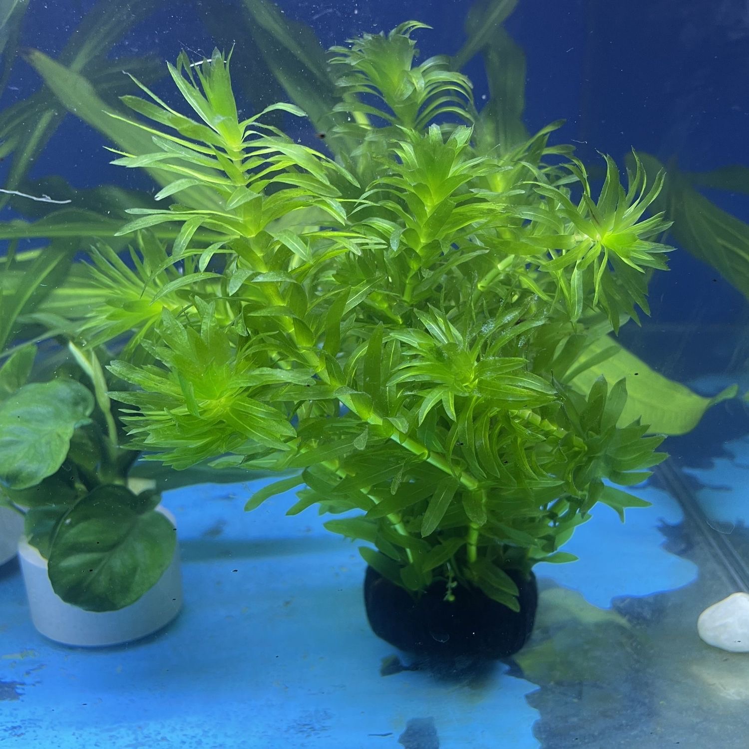 净水植物蜈蚣草绿菊淡水养龟鱼缸造景水草观赏虾浮萍雷龙鱼乌龟-图1