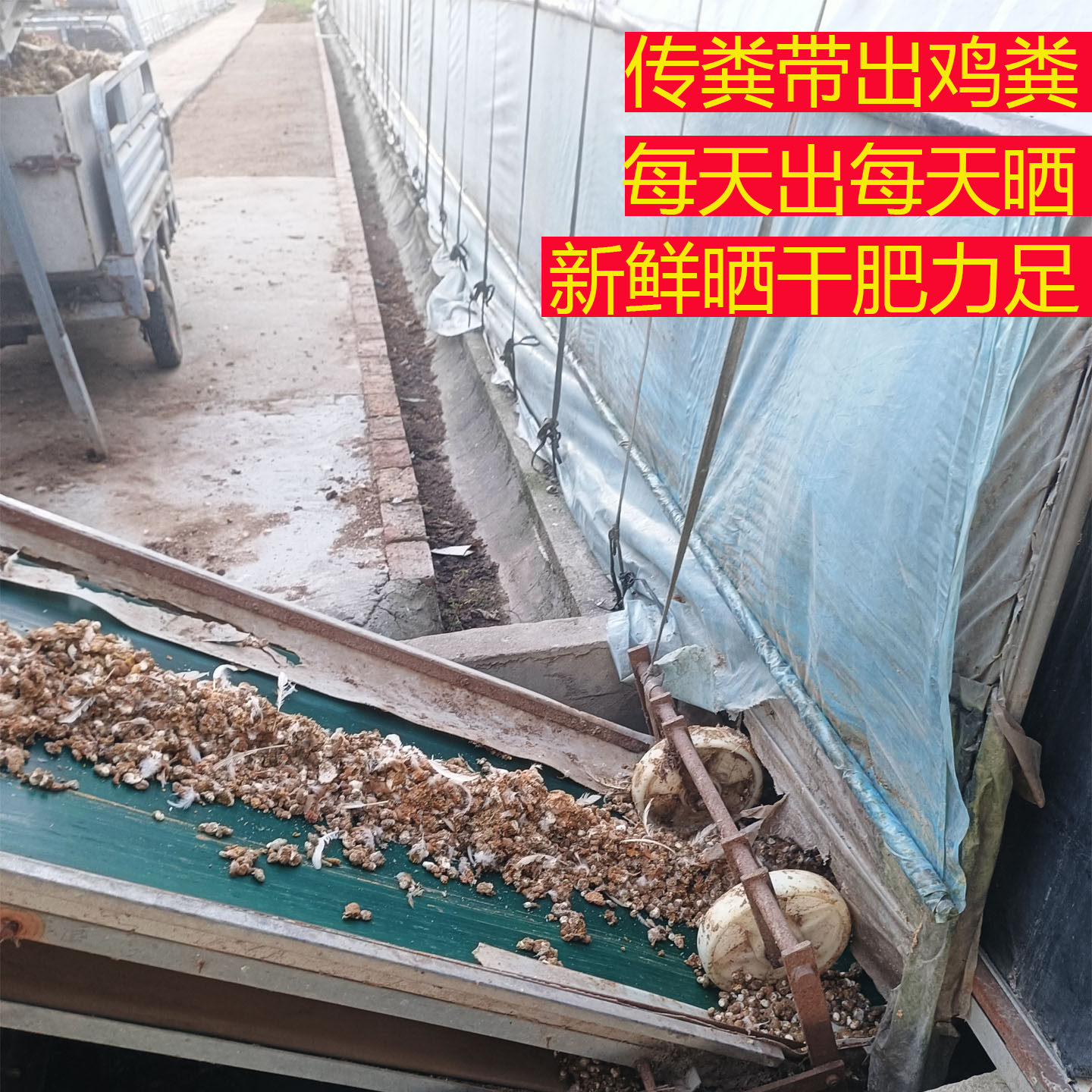 鸡粪纯干鸡粪肥种花种菜果树蔬菜专用无异味鸡屎有机肥农家块包邮,淘宝优惠券,粉丝福利购,淘宝优惠卷