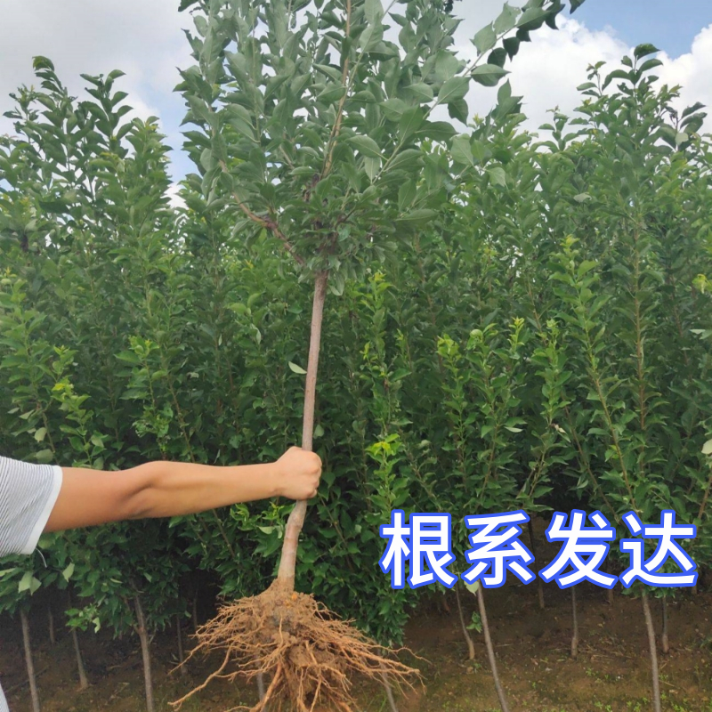 桃形李子苗特大嫁接盆栽果树南北方庭院地栽果苗脱骨耐寒当年结果 - 图0