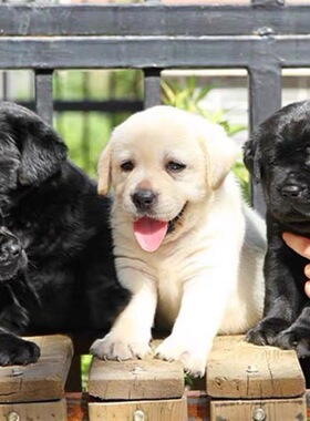 香港发货纯种拉布拉多幼犬奶白黑色拉布拉多导盲犬神犬小七宠物狗