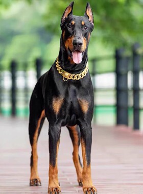 香港发货美系德系立耳杜宾犬幼犬幼崽大型护卫军犬警犬活体宠物狗