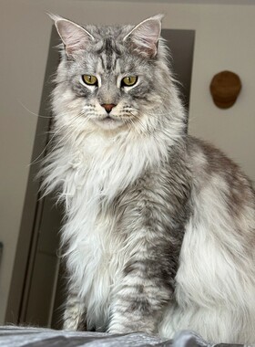 银虎斑长毛缅因猫幼崽库恩宠物挪威森林猫