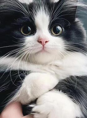 香港发货中华田园猫幼崽橘白猫狸花猫黑白奶牛猫活体宠物土猫