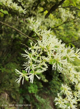 继木枝条白花继木枝条25一斤付款后去山上剪枝条继木树枝