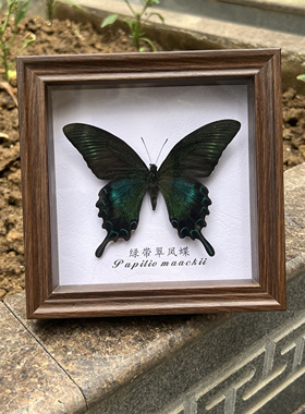 绿带翠凤蝶夏型未展翅干制标本