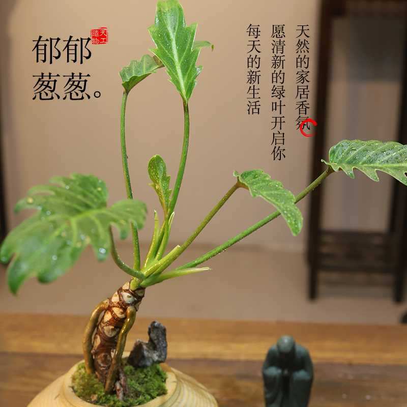 龙鳞小天使盆景绿植摆件禅意客厅装饰品玄关柜办公室景观酒店造景 - 图0