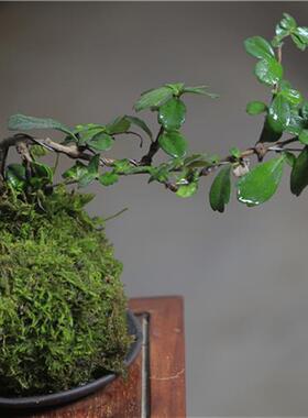 福建茶绿植室内树桩盆景客厅悬崖造型小叶黄杨小盆栽老桩四季常青