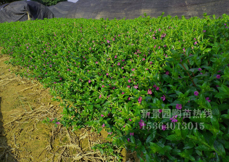 满天星细叶萼距花苗四季开花紫雪茄花庭院绿植工程花境箱绿化苗木-图2