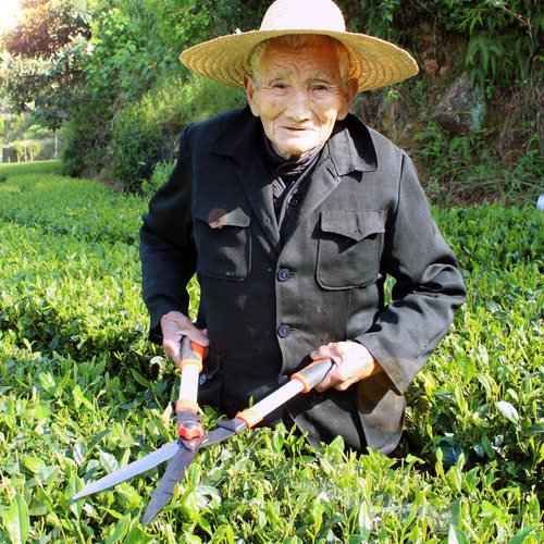 修剪树枝剪刀园艺修花专用茶叶果树剪枝工具园林绿化剪子绿篱剪刀 - 图2