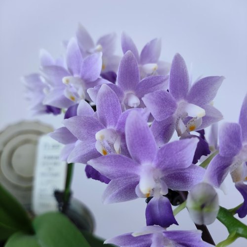 蝴蝶兰苗【蓝星】基地直发包对版包邮 - 图2