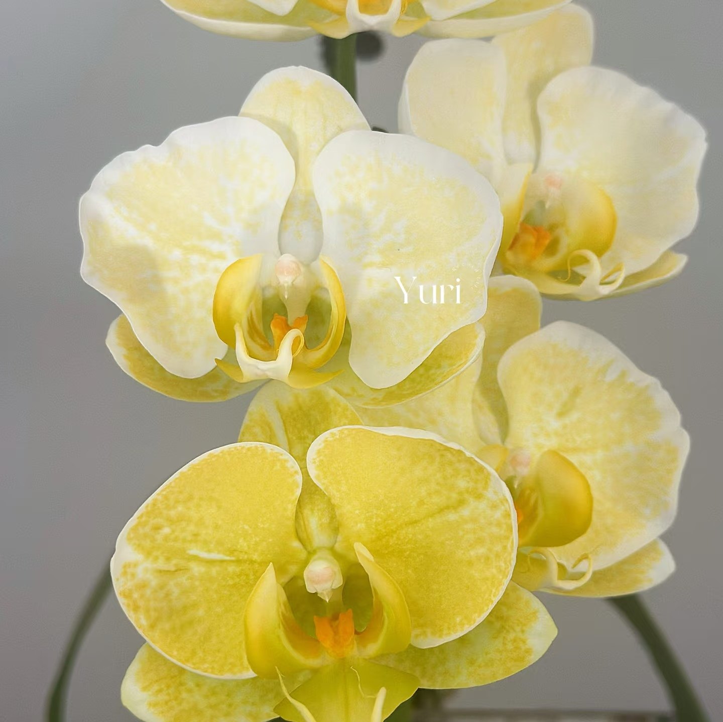 福利包对版限50颗【和鸣金边蕾丝】蝴蝶兰苗稀有花色1.7寸杯,淘宝优惠券,粉丝福利购,淘宝优惠卷