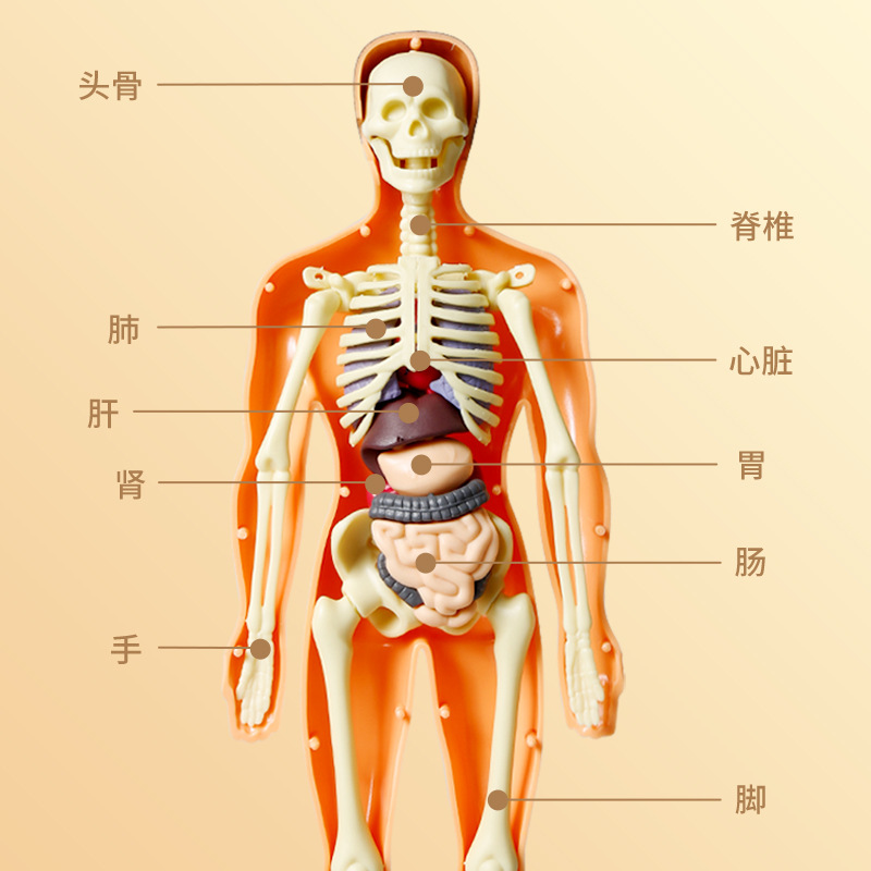 科教前沿玩具stem认知益智人体器官模型骨骼骨架构造组装厂家 - 图1