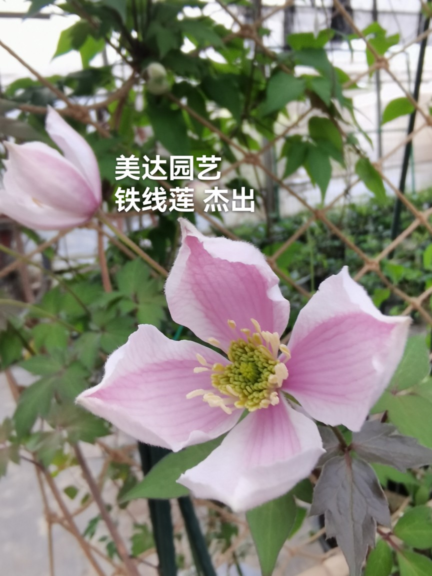 进口藤本铁线莲花苗钻石杰出波兰精神里昂乌托邦蓝光爬藤植物-图0