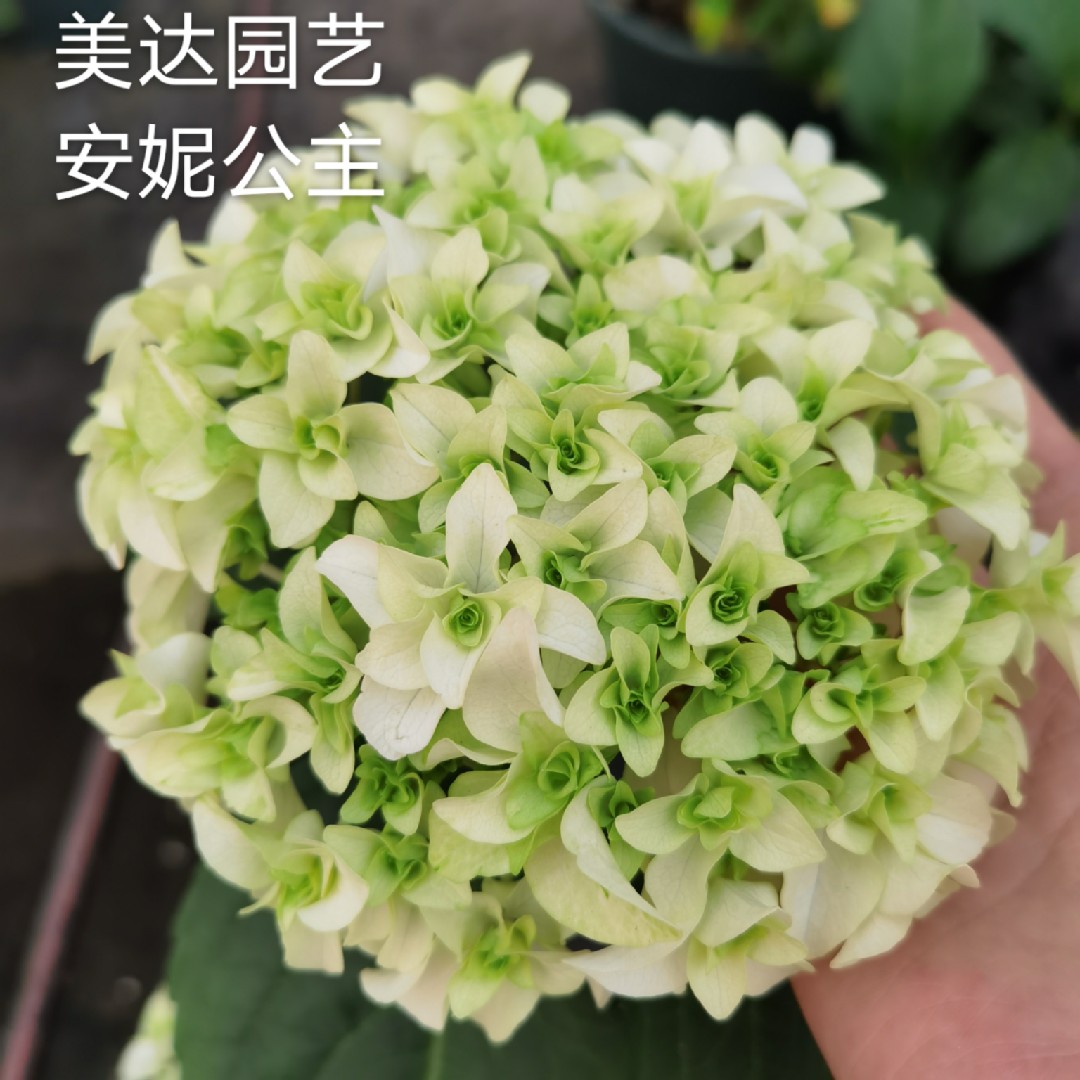 一  4棵包邮进口重瓣绣球花苗 凤凰恋物语三河千鸟无尽夏小苗雅姬 - 图3