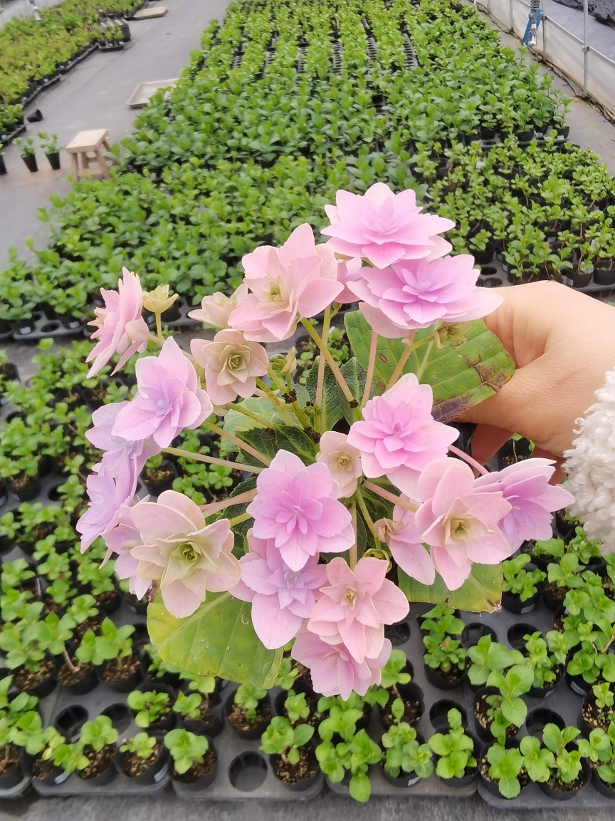 进口大花绣球新新品 独角兽 阳台露台庭院花园植物盆栽花卉花苗 - 图1