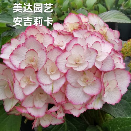 （二）4棵包邮 进口重瓣大花绣球花苗花宝 星手鞠 白寿红安吉莉卡 - 图3